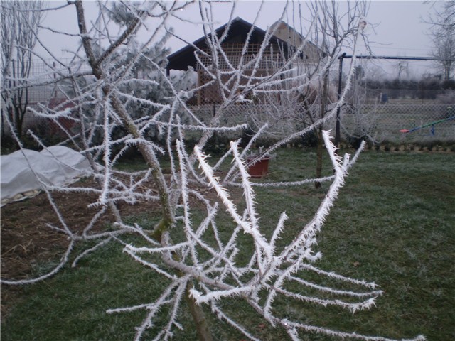 stara godina
